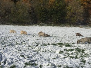 Goats grazing in the snow.