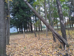 Broken Tree Partially Standing.