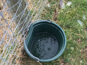 Water bucket with ice fragments.