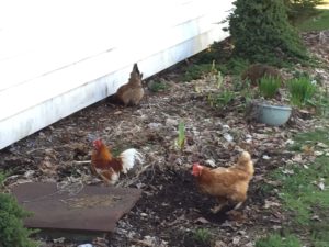 Chickens digging in the flower beds.