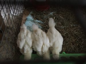 Baby chicks lined up at the feeding trough.