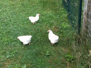 The bantam cochins free-range in the fields.