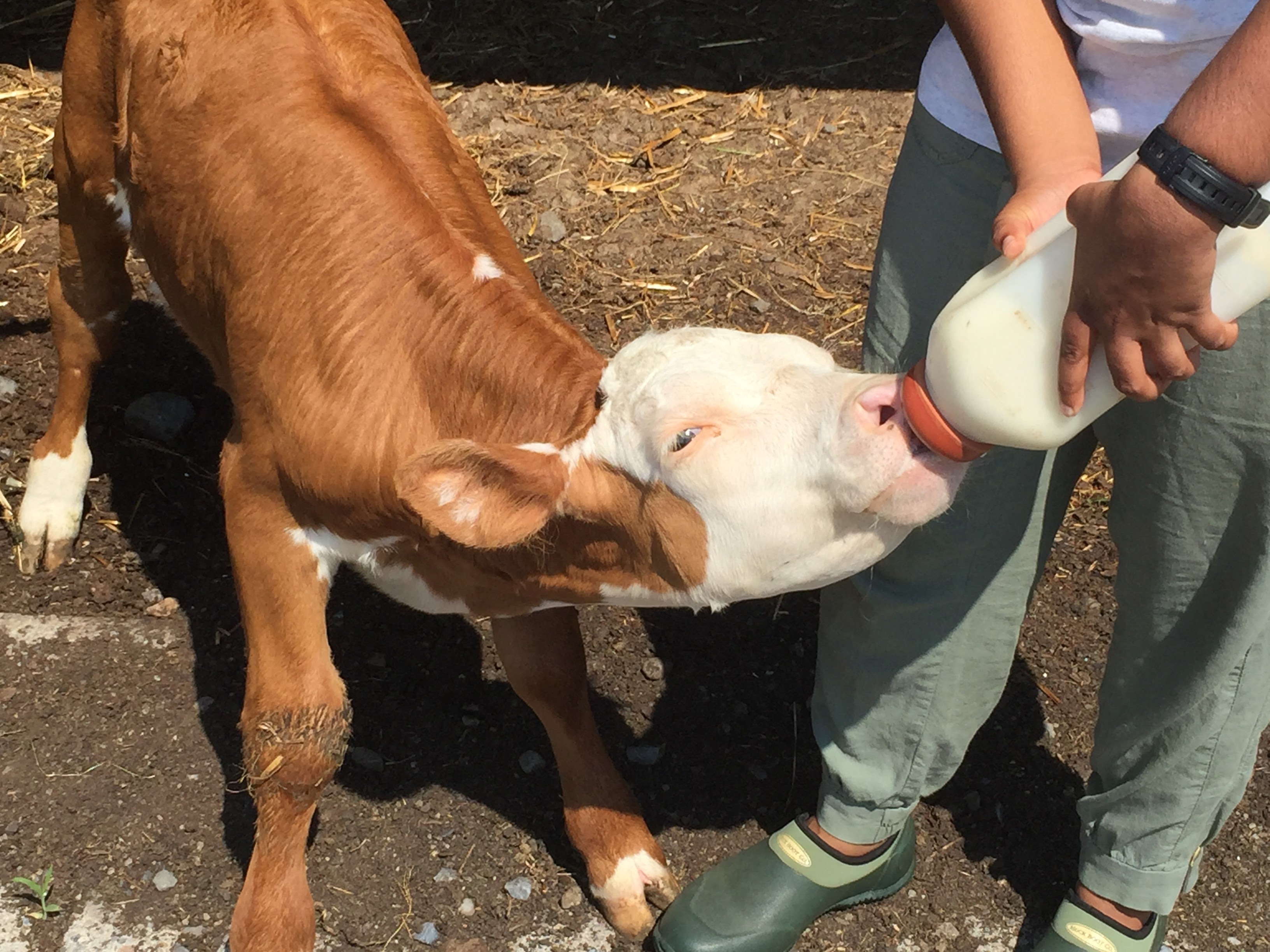 Man getting blowjob by a calf
