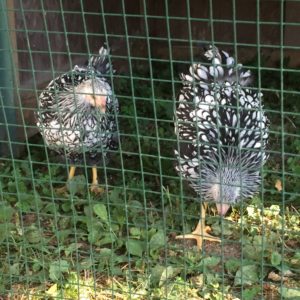 Hens from the fair in the chicken tractor.